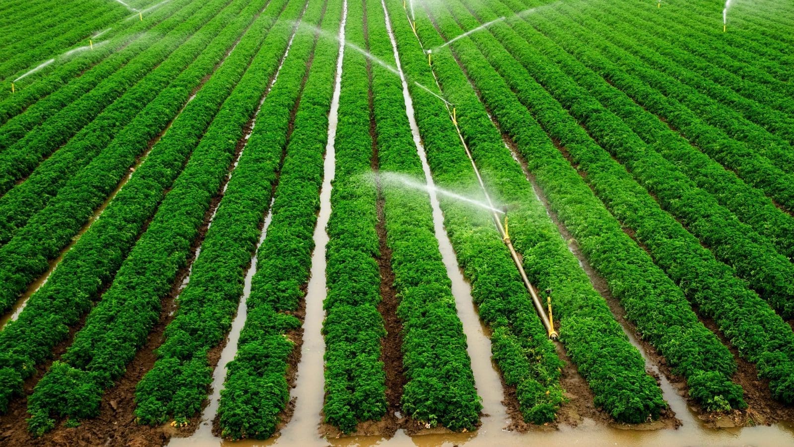 Morocco allocates more budget for irrigation programs to mitigate the effect of dwindling water resources