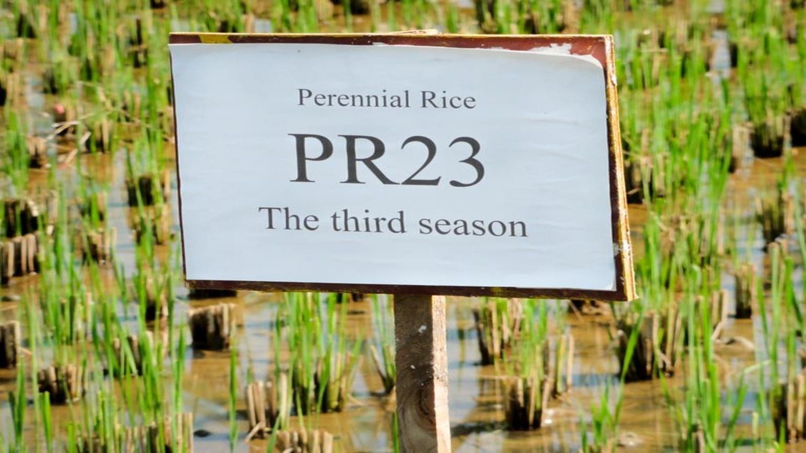 <strong>Researchers develop rice variety capable of regrowing season after season without reseeding</strong>