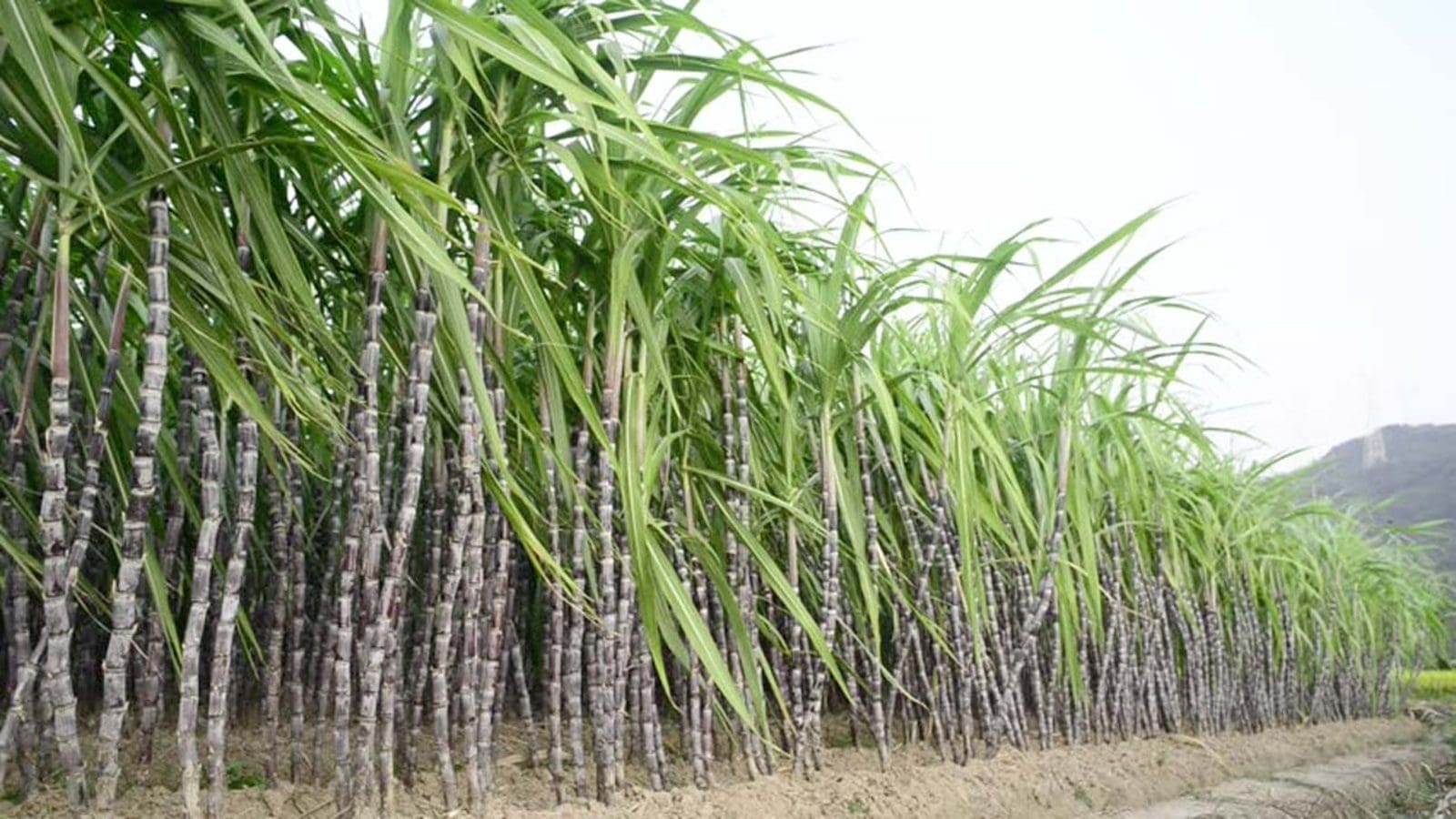 Honor pledge to support local sugar industry, South African cane growers tell government