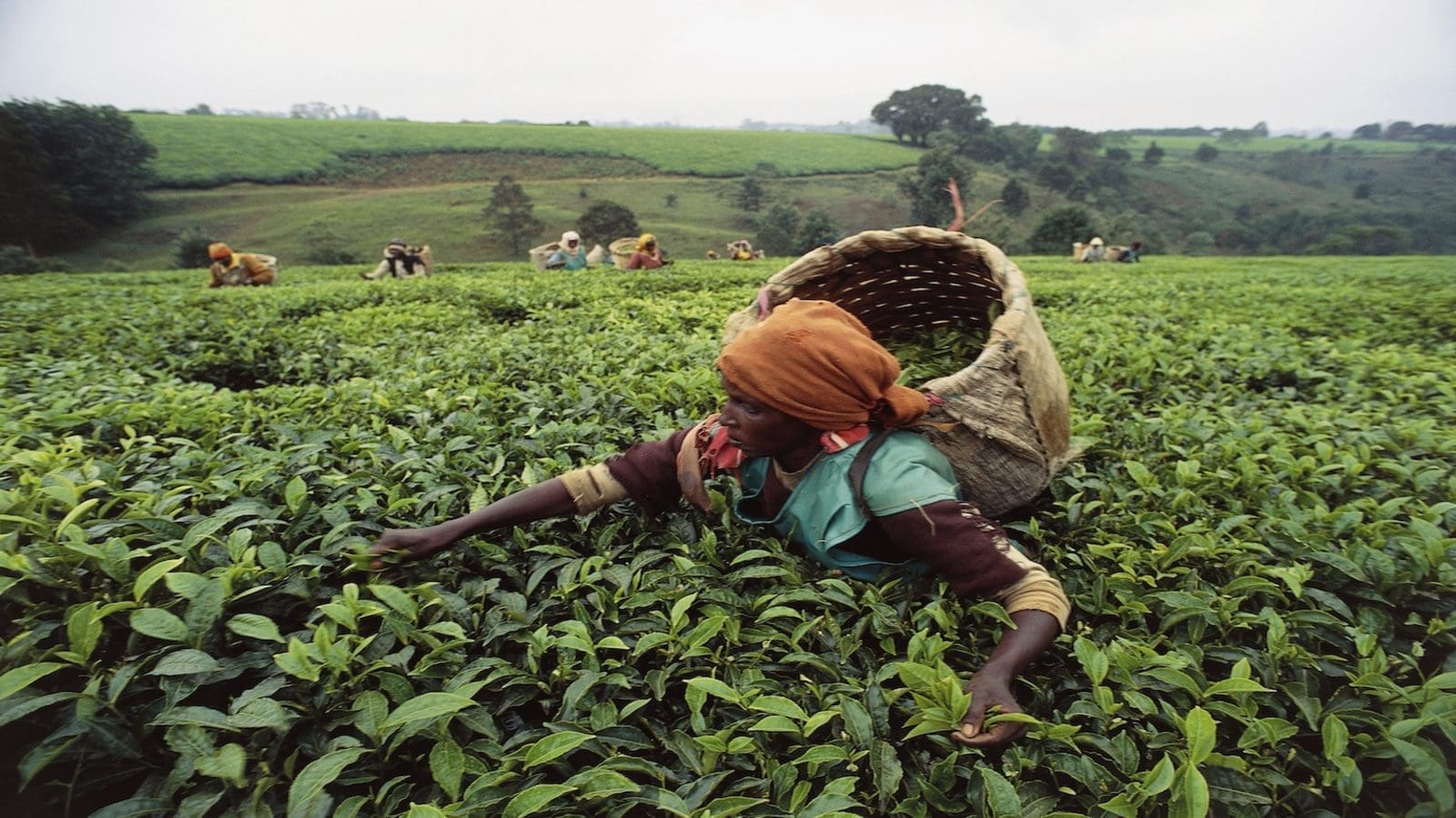 Kenya plans to expand tea export market through inclusivity