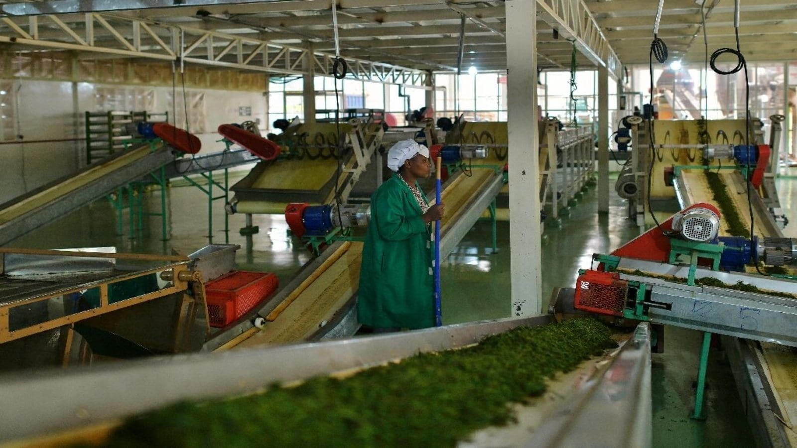 KTDA to procure 13 orthodox tea processing machines for allied factories to meet burgeoning demand for orthodox tea