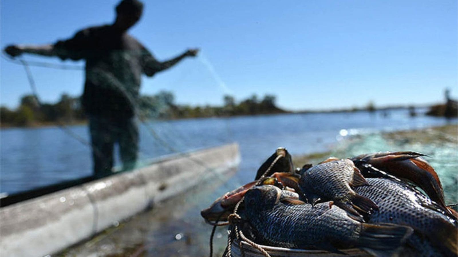 Kenya fish farmers link mysterious fish deaths to lake contamination