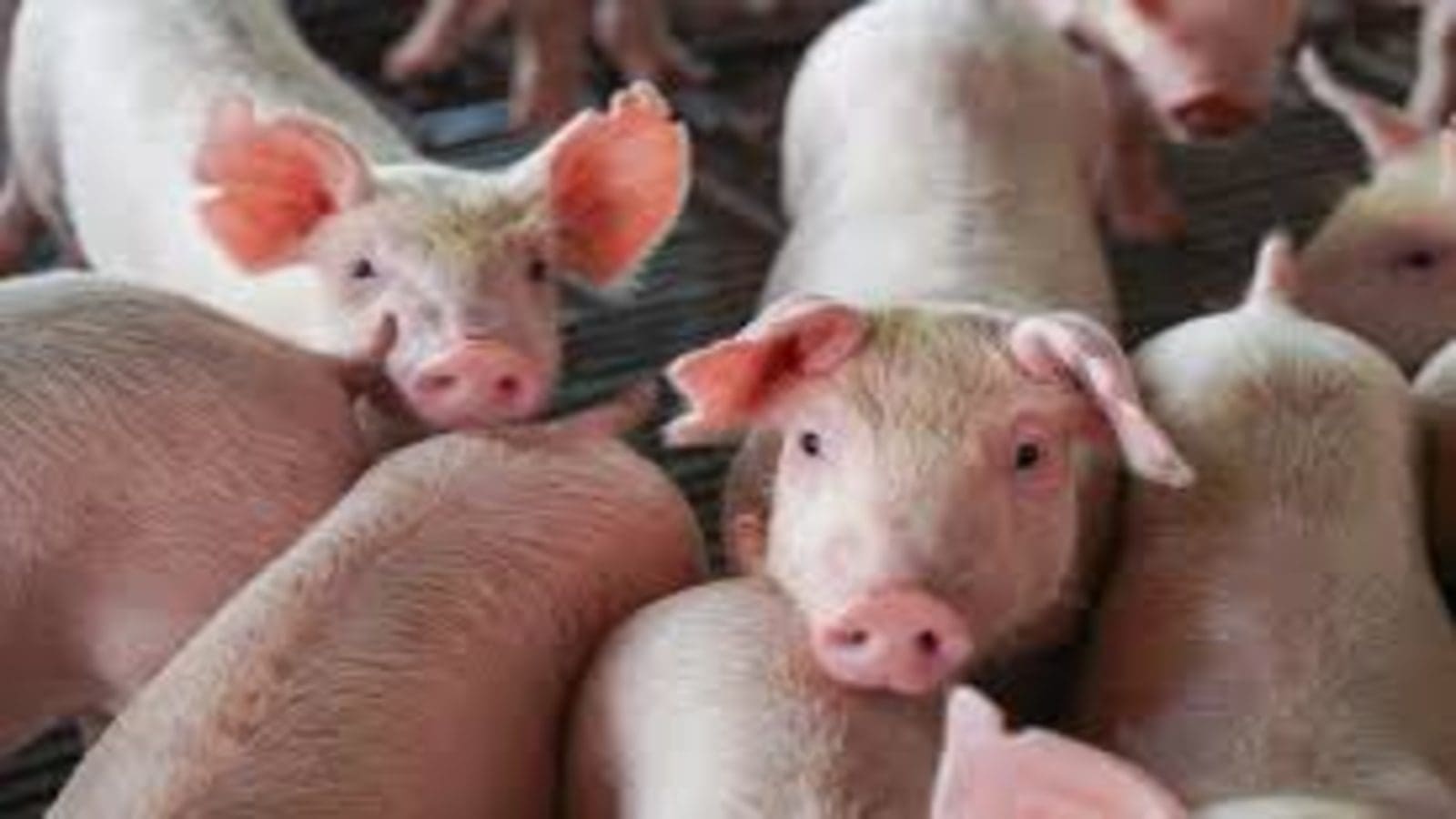 Persistent outbreak of African Swine Fever casts dark shadow on South African pig industry