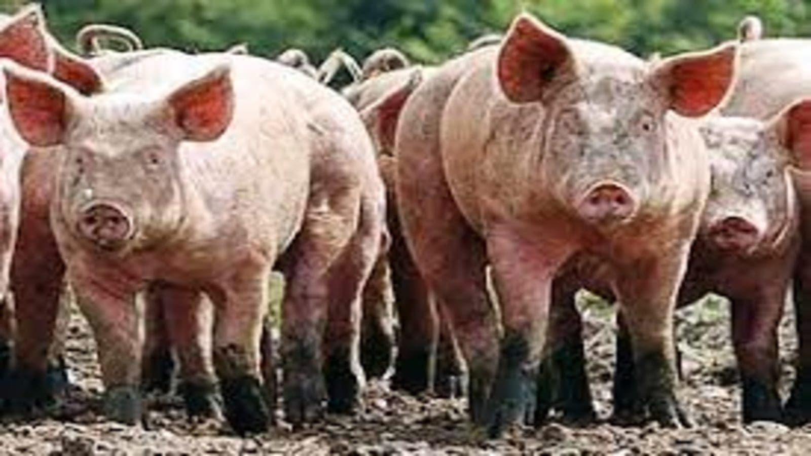 First-of-its-kind pig buffer zone launched in Zambia to promote safe pig production