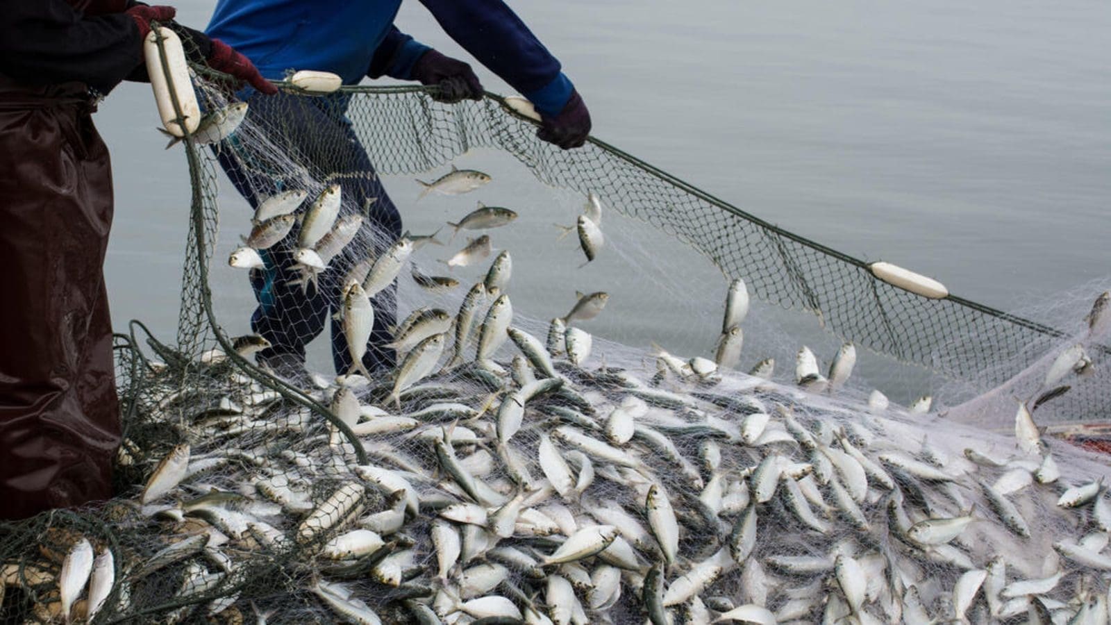 Cote d’Ivoire to set aside US$1.6B to strengthen livestock and aquaculture sectors