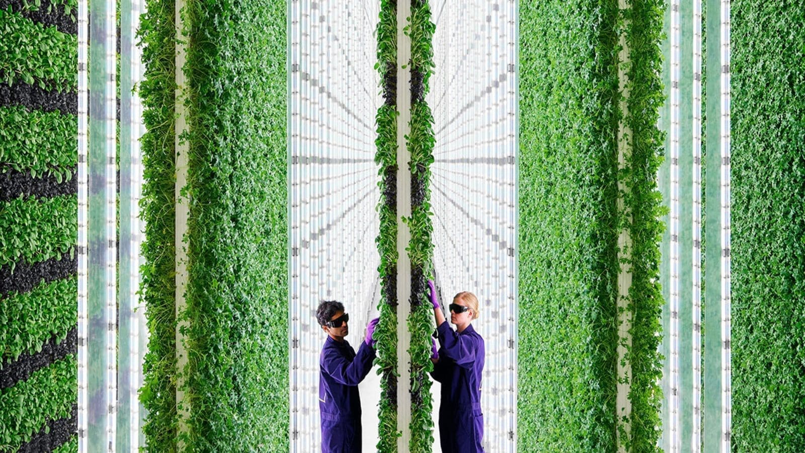 Plenty Unlimited expands capabilities with world’s largest and most advanced vertical farming projects