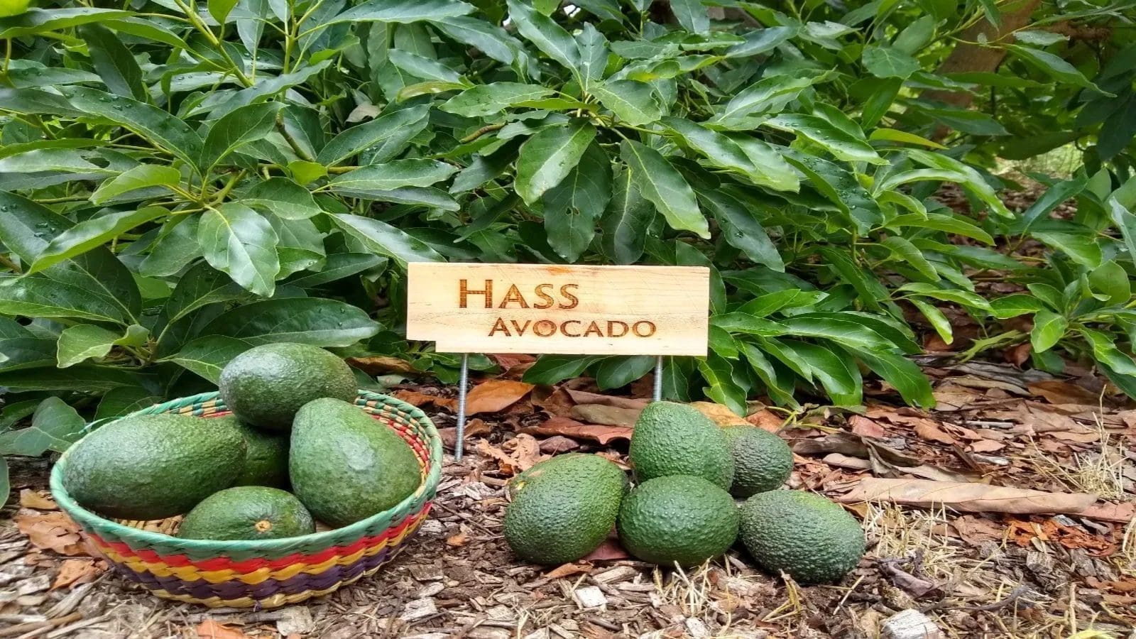 Rai family marks entry into fresh produce under Menengai Orchards, eyes the expanding Chinese avocado market