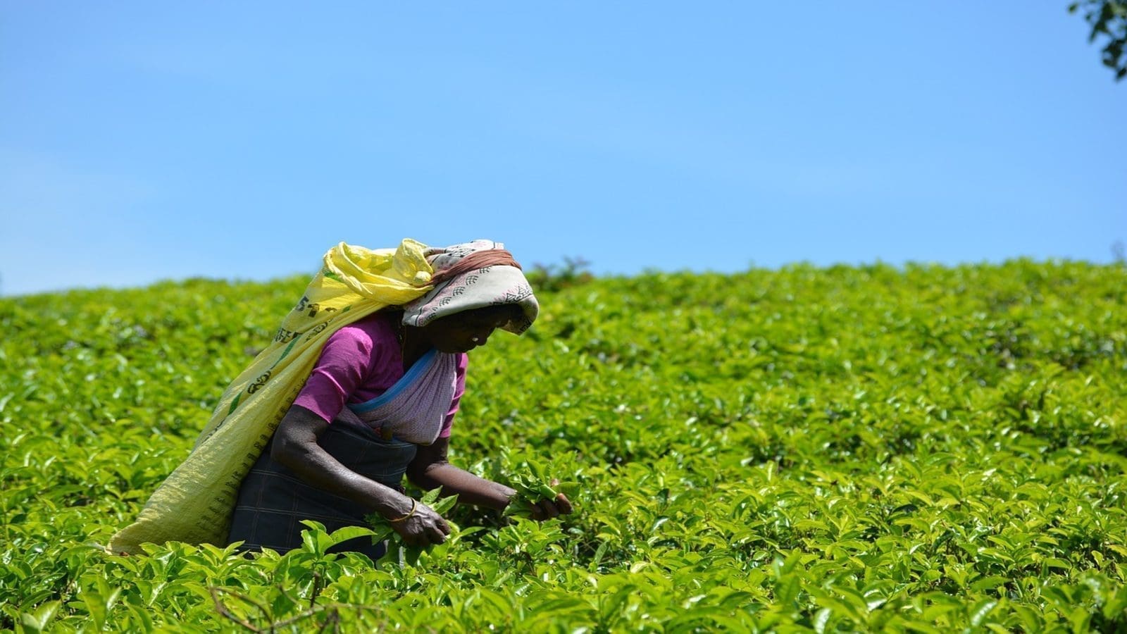 Kenya’s Capital Markets Authority calls for Limuru Tea Company’s board restructuring to reflect shareholding structure