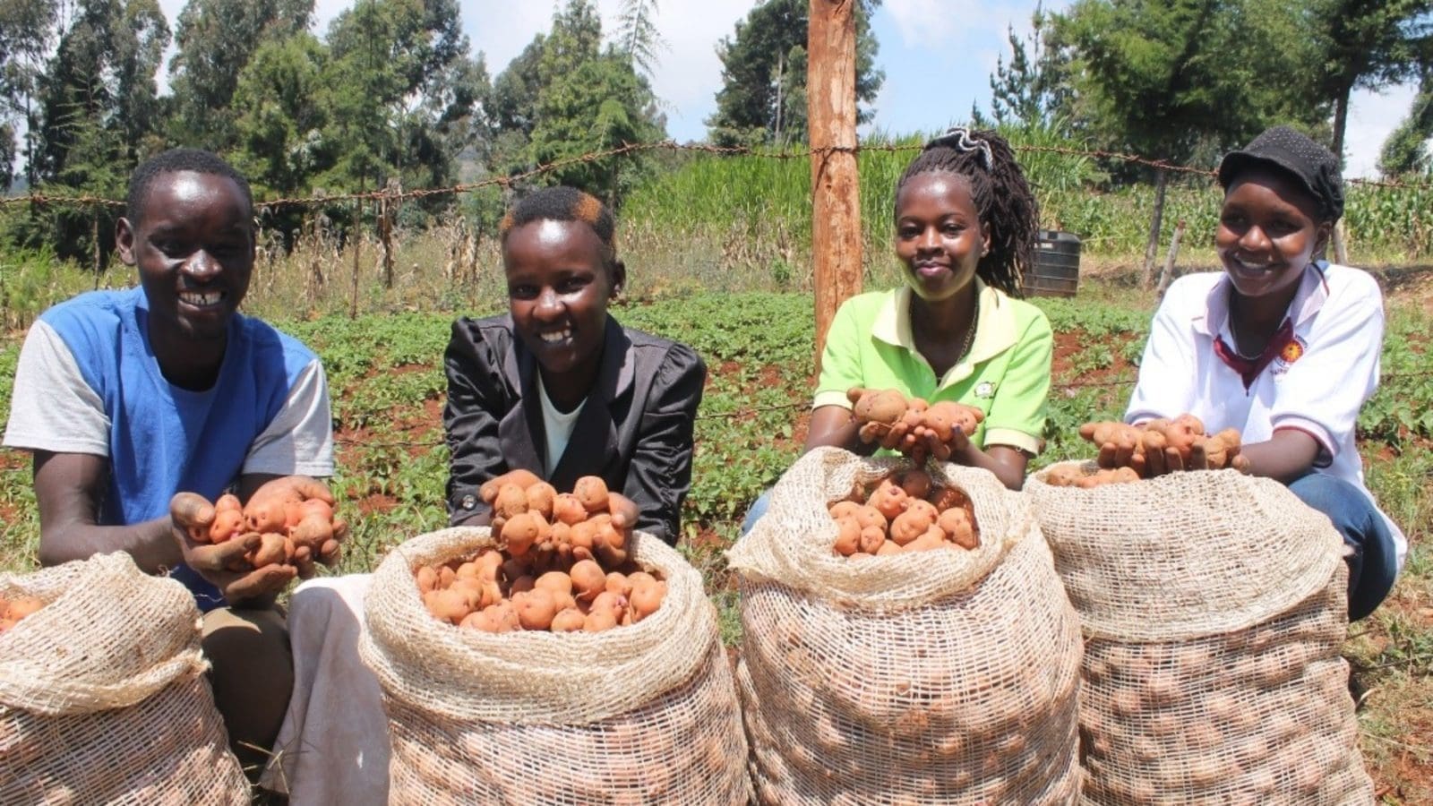 Kenyan tuber producer FreshCrop partners Dutch company Solynta in innovating high yielding potato seeds