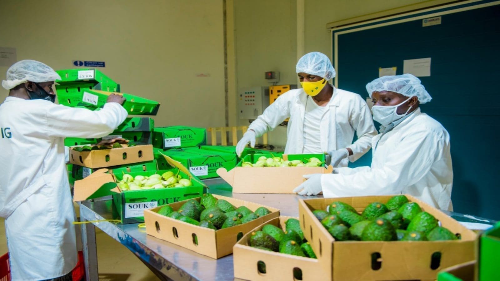 Rwanda eyes 600% avocado export growth by 2026