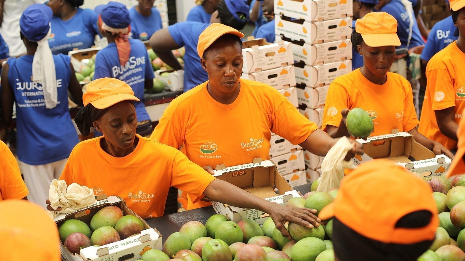 Ivory Coast shifts manual certification for horticulture products export to digital