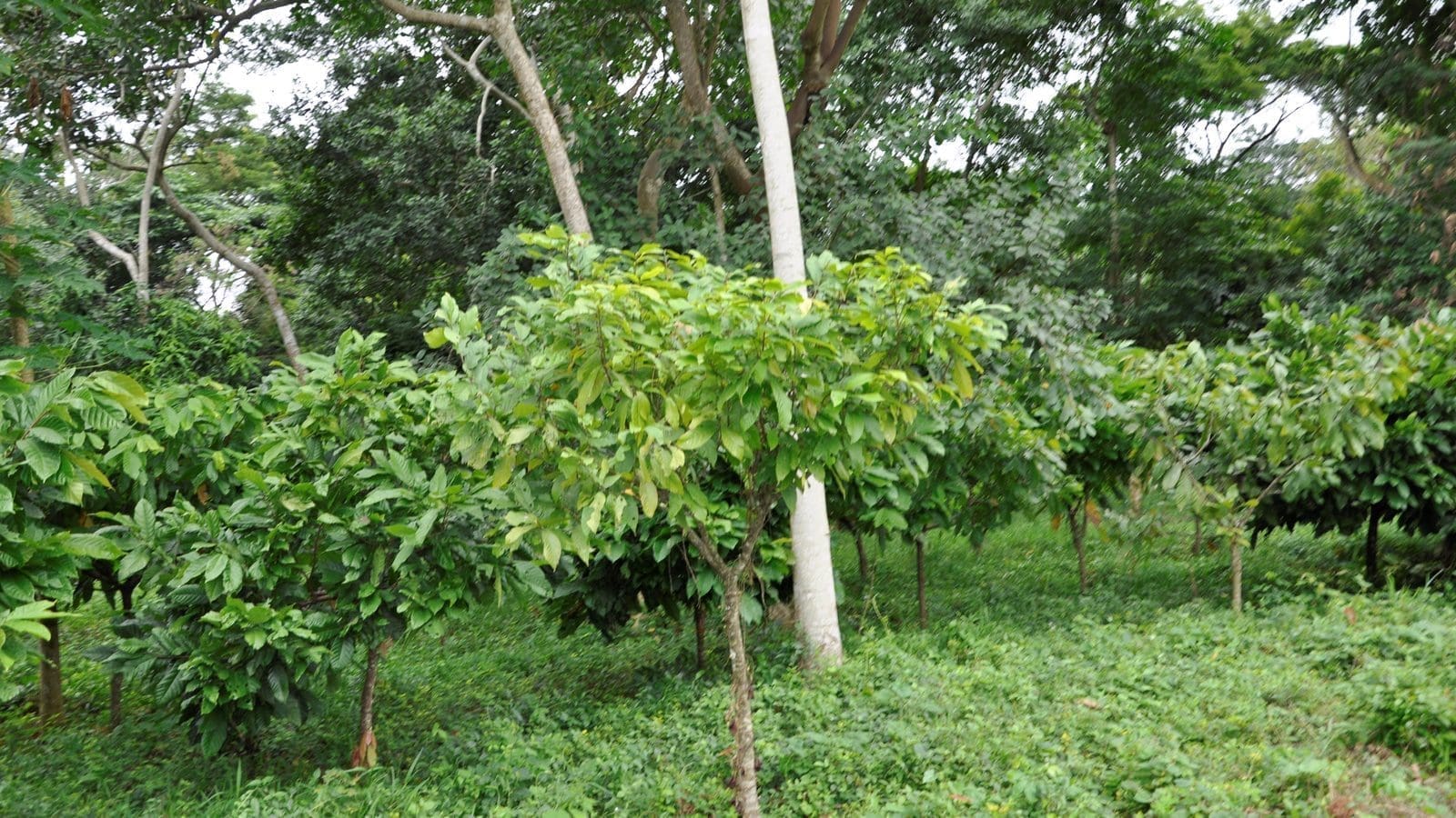 Nestlé partners with Barry Callebaut to intensify agroforestry in cocoa producing country Ivory Coast