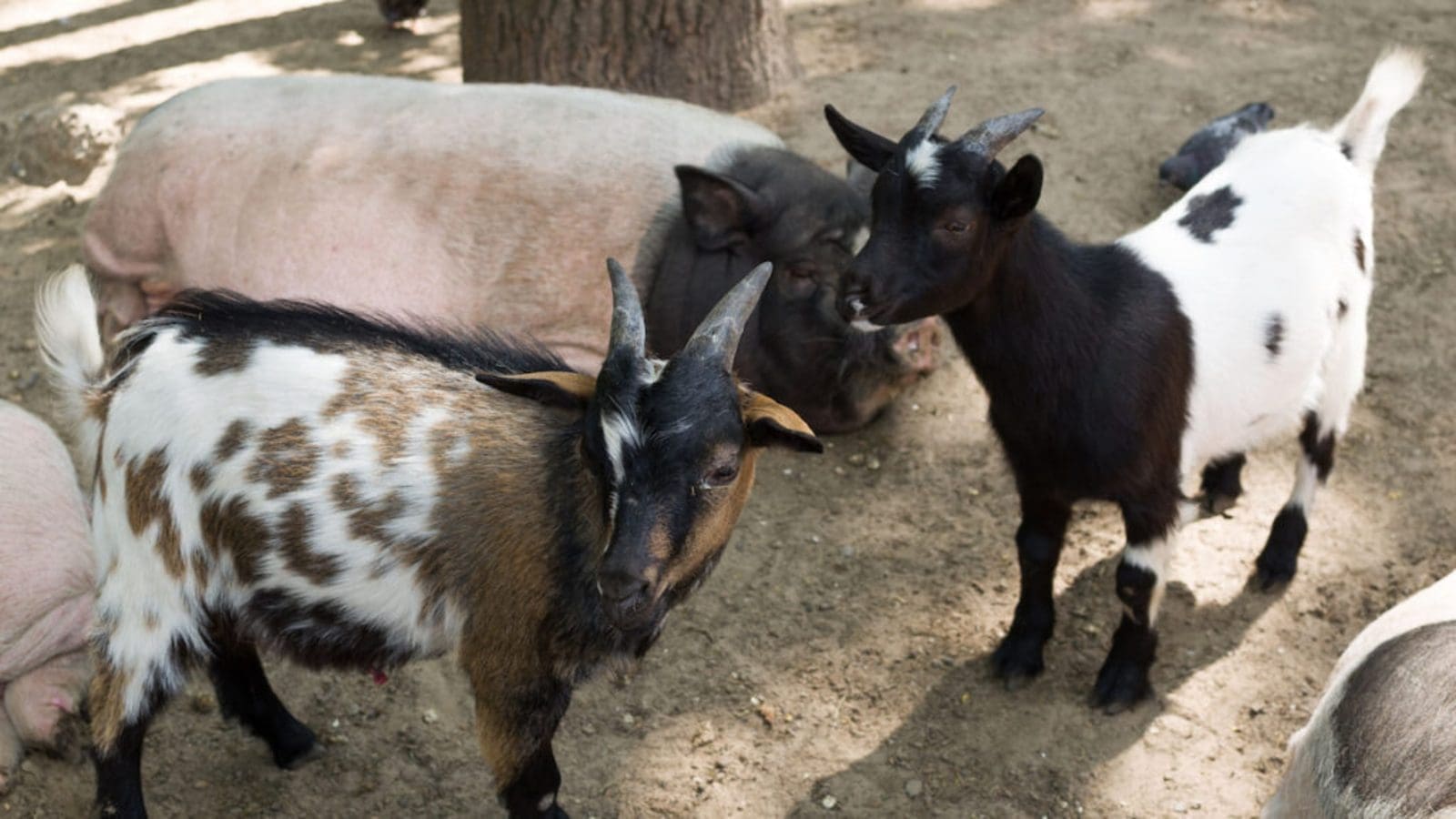 Project to elevate goat and pork value chain launched in Zimbabwe