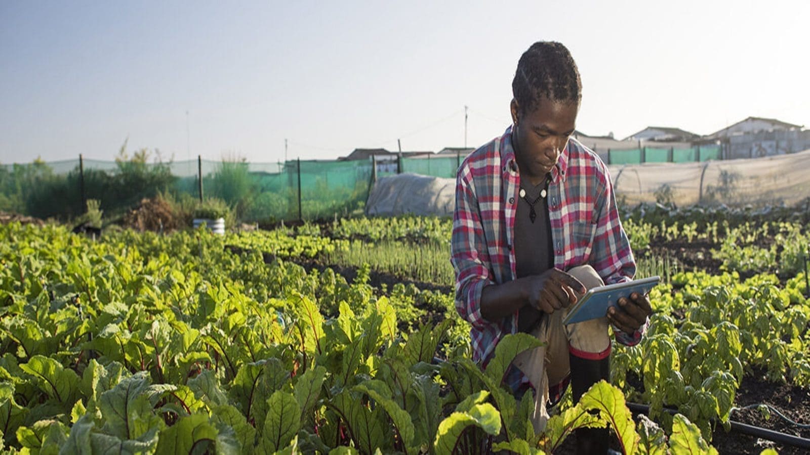 OCP Africa partners with Microsoft to strengthen food security in Africa