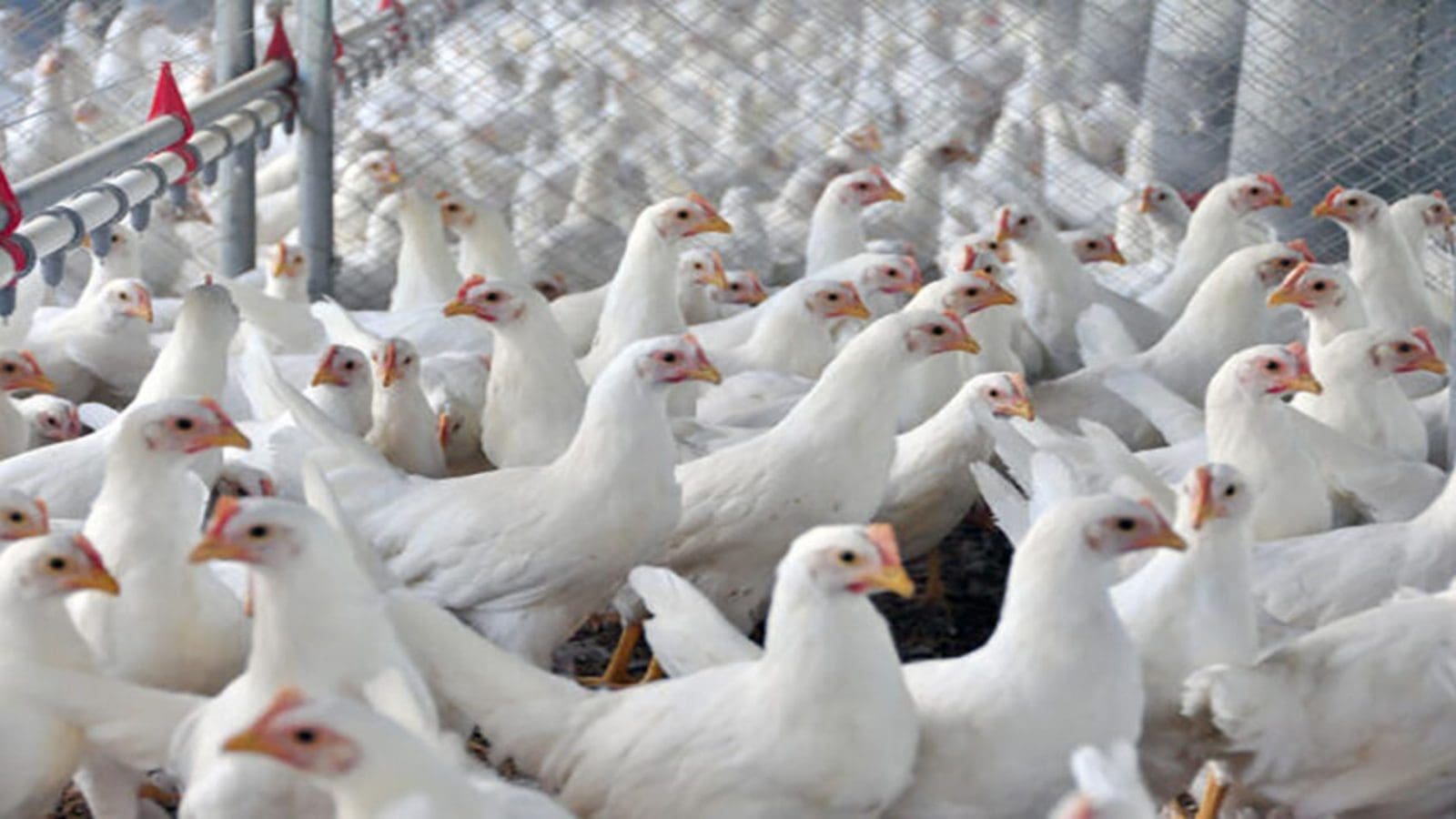 Nigeria’s Plateau State intervenes to cushion farmers from egg glut