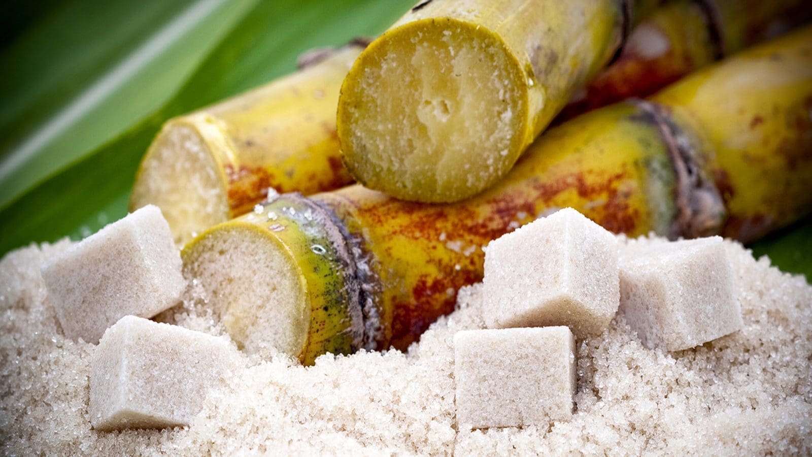 Madar Holding creates sugar trading unit in Algeria