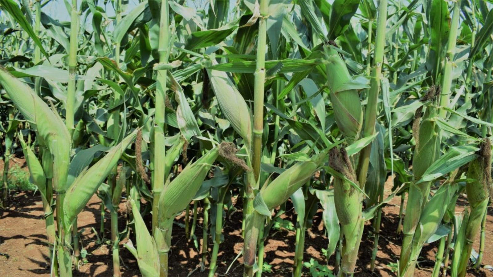 Zambia allocates 20,000 hectares of farmland to Kenya maize growers to boost local supplies