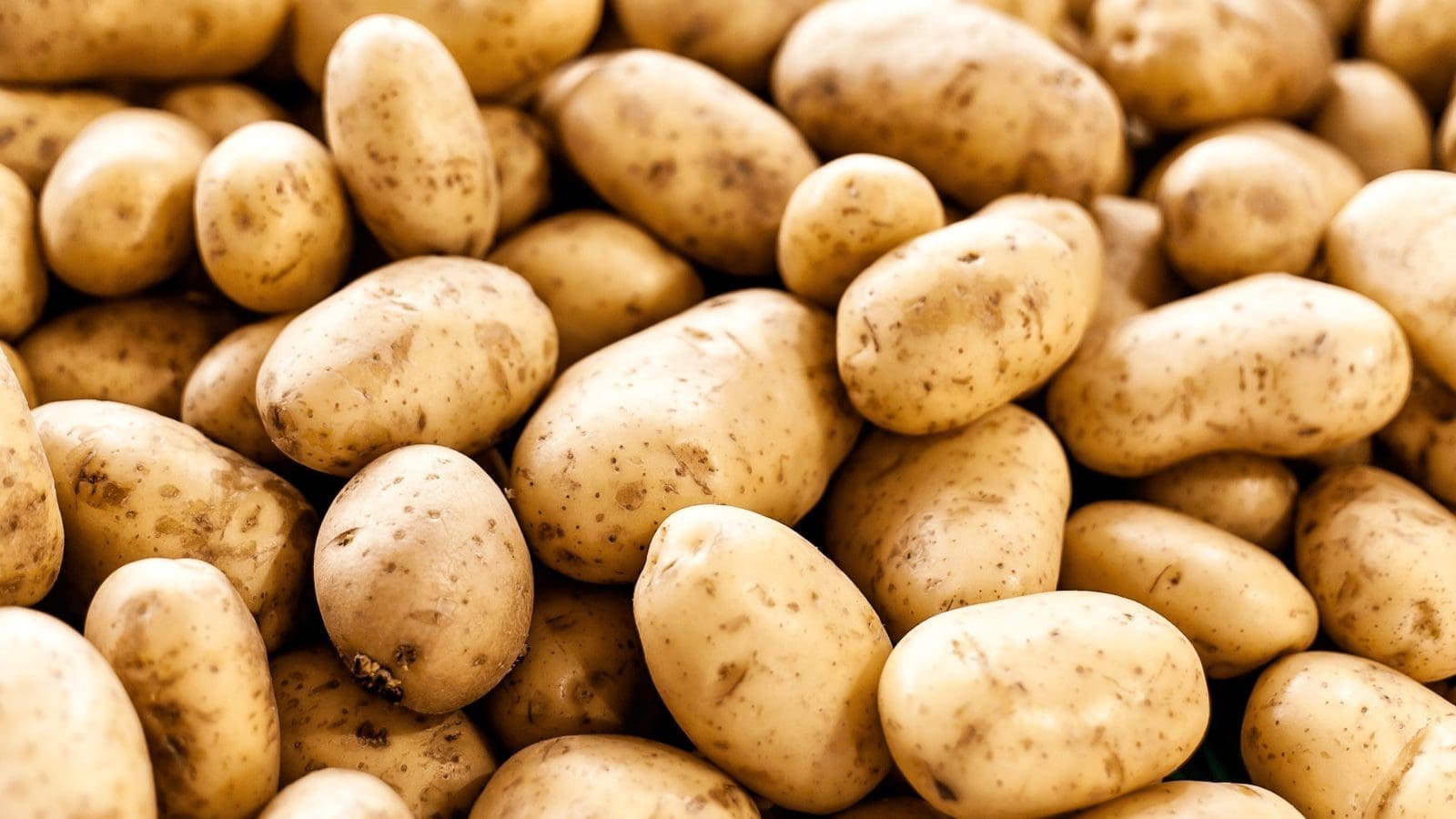 Solynta partners with PepsiCo to localize high- yielding potatoes seeds in Ethiopia