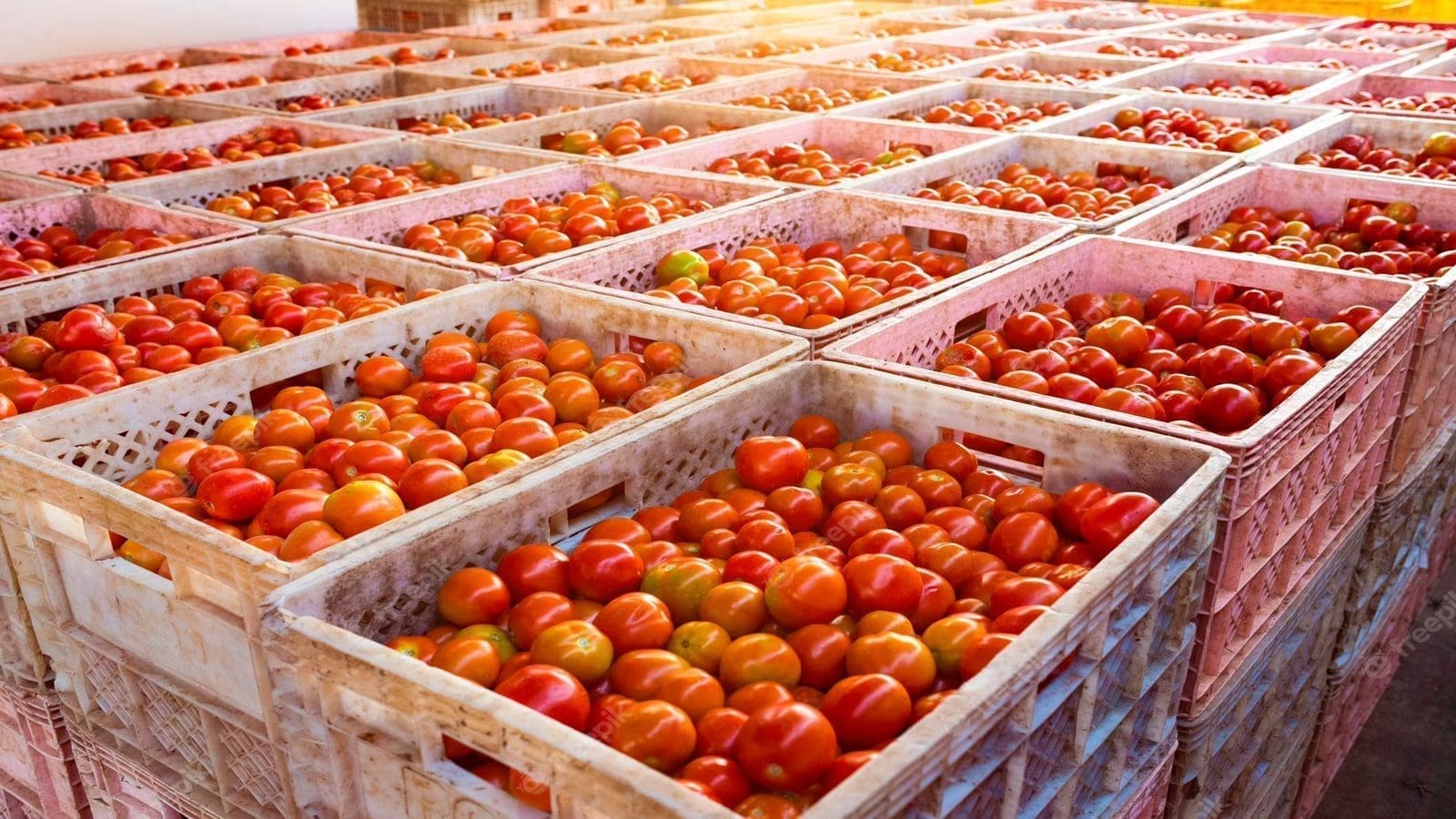 Ghana joins Kenya, Uganda in seeking export pass for tomatoes to UK’s US$212m market