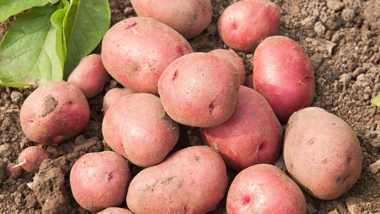 Kenya starts planting Memphis potato variety ahead of planned ban on imported sliced potatoes