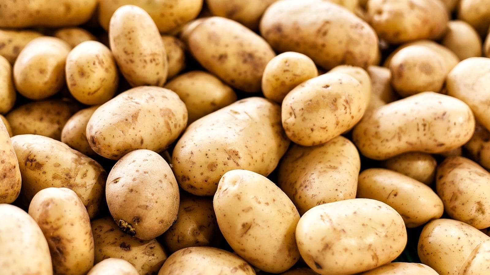 Zimbabwe pursues self-reliance in potato production as staggering data shows 395% growth in imports