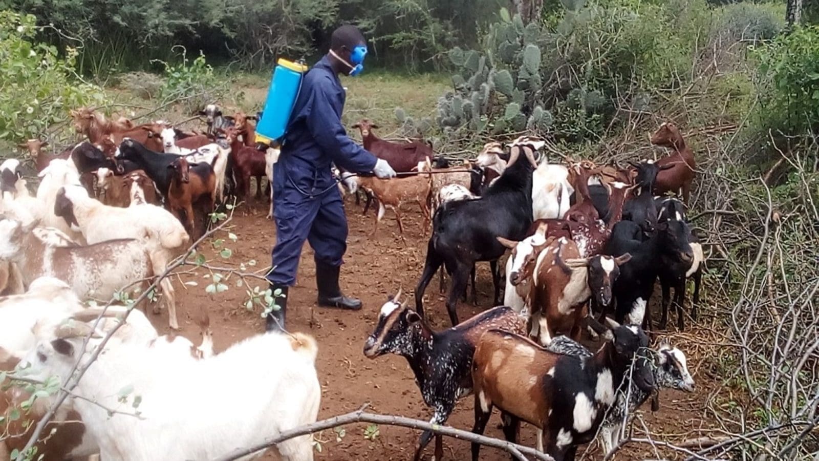 Uganda confirms cases of goat plague, urges farmers to be calm as vaccination starts
