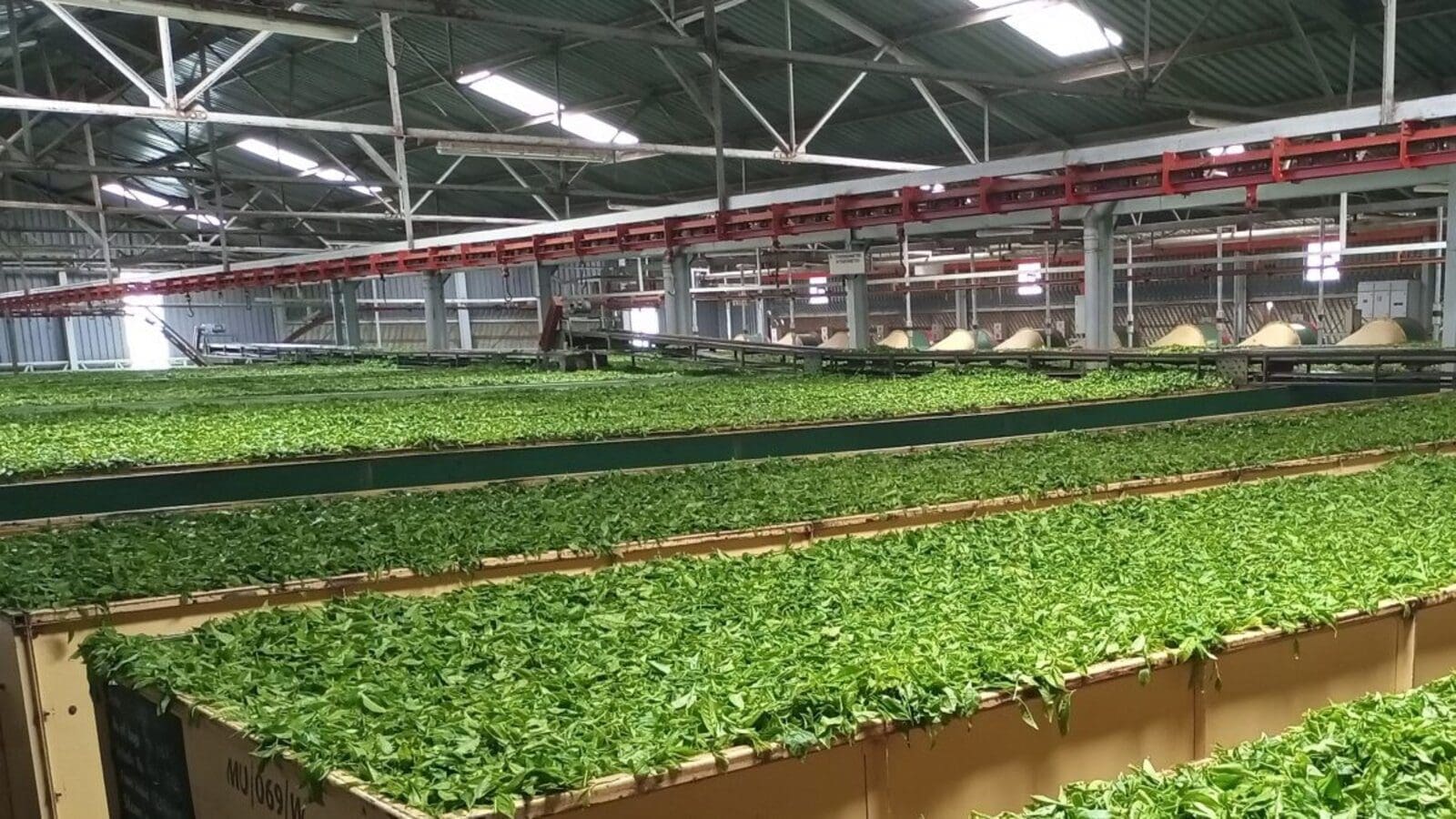Kenyan tea processor Rukuriri Tea Factory invests US$2.1M in new orthodox processing line