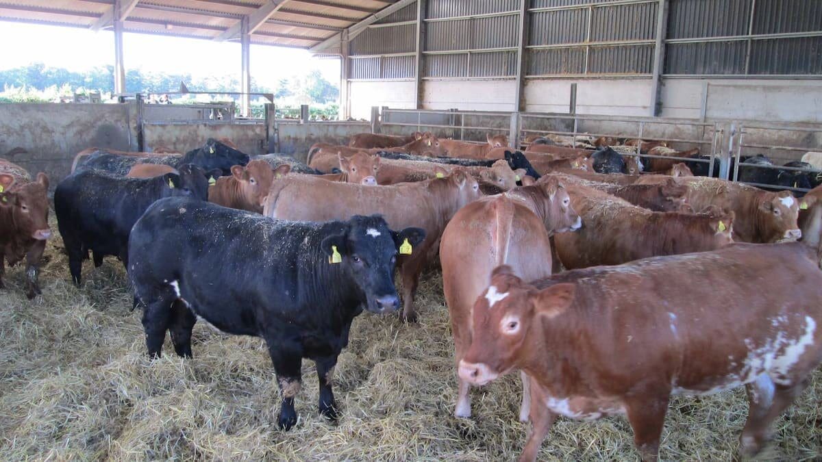 Kenyan government pledges to double livestock production for meat