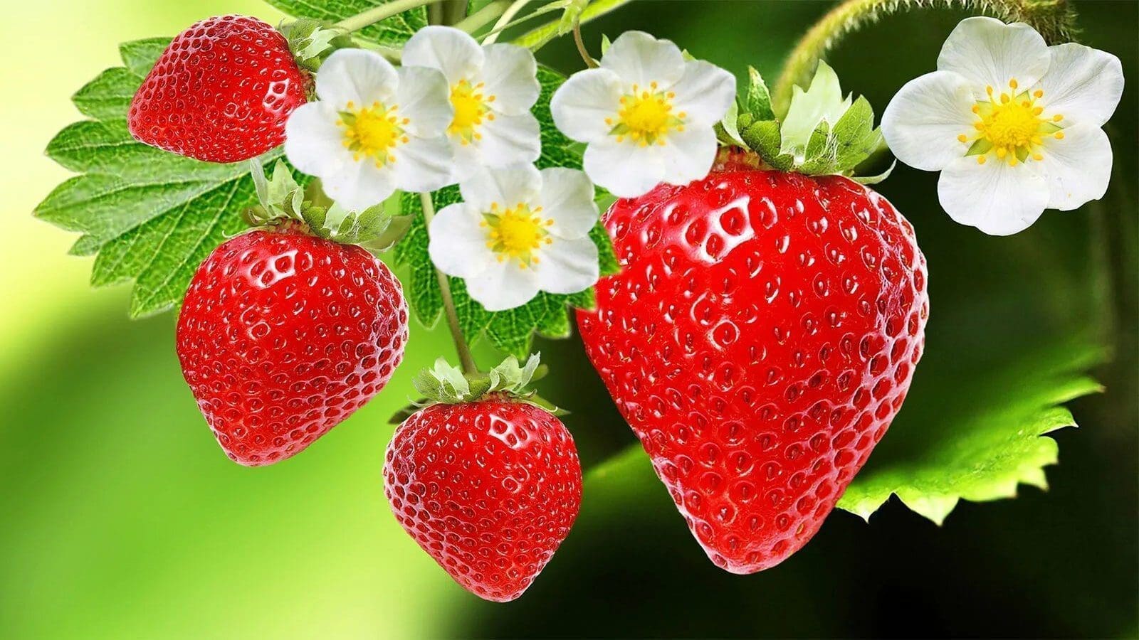 Thailand researchers develop edible CBD coating to extend strawberries’ shelf life