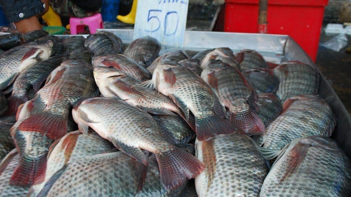 Kirinyaga launches fish market centre to boost earnings