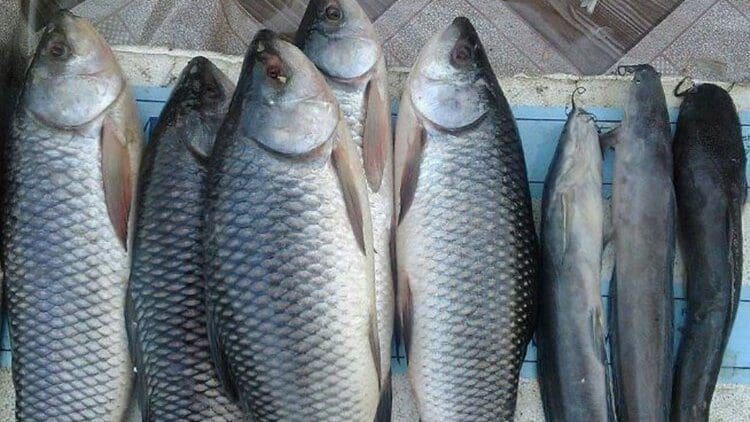 Kenya reduces Tilapia imports from China to boost local production