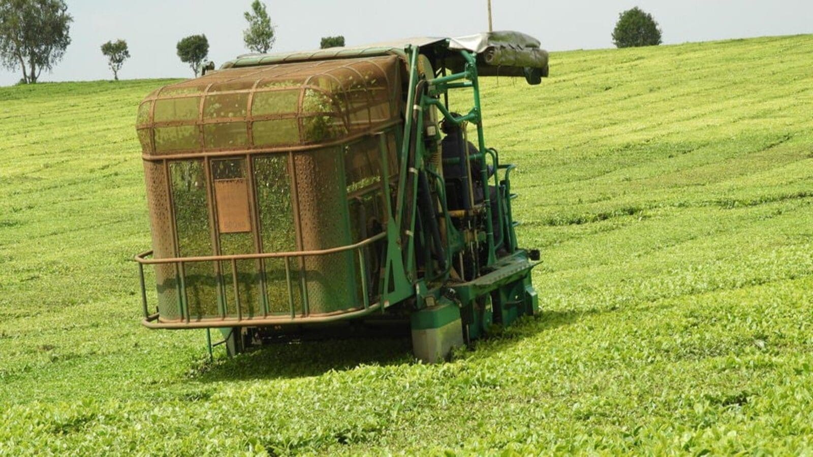 Kenya’s tea production surges by 7.94% in 11 months 