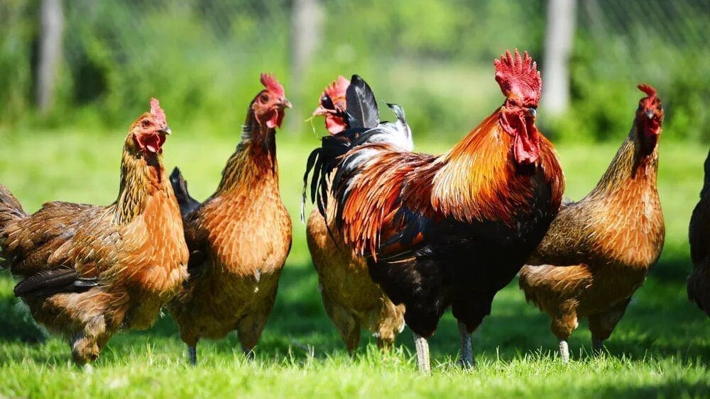 Zimbabwe launches standards for free-range poultry production
