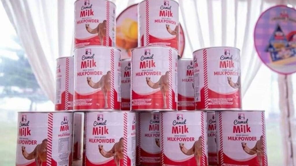 Northern Kenya milk coop partners with New KCC to launch its first processed camel milk powder