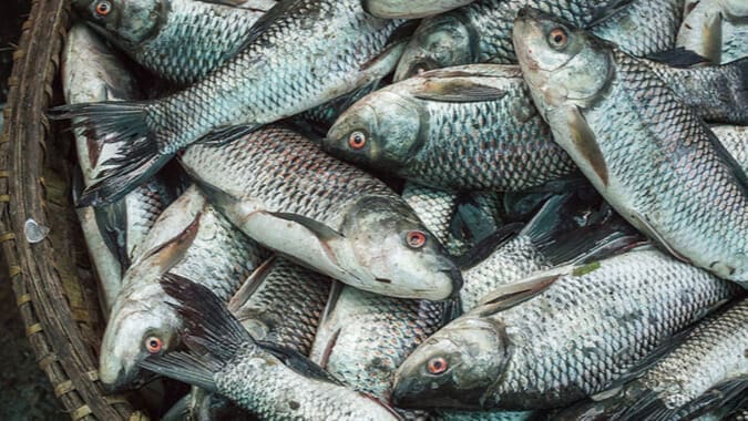 Mozambique bans fishing activities amid fungal disease outbreak
