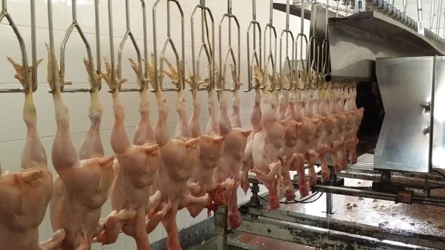Construction of new state-of-the-art chicken abattoir in Kenya begins