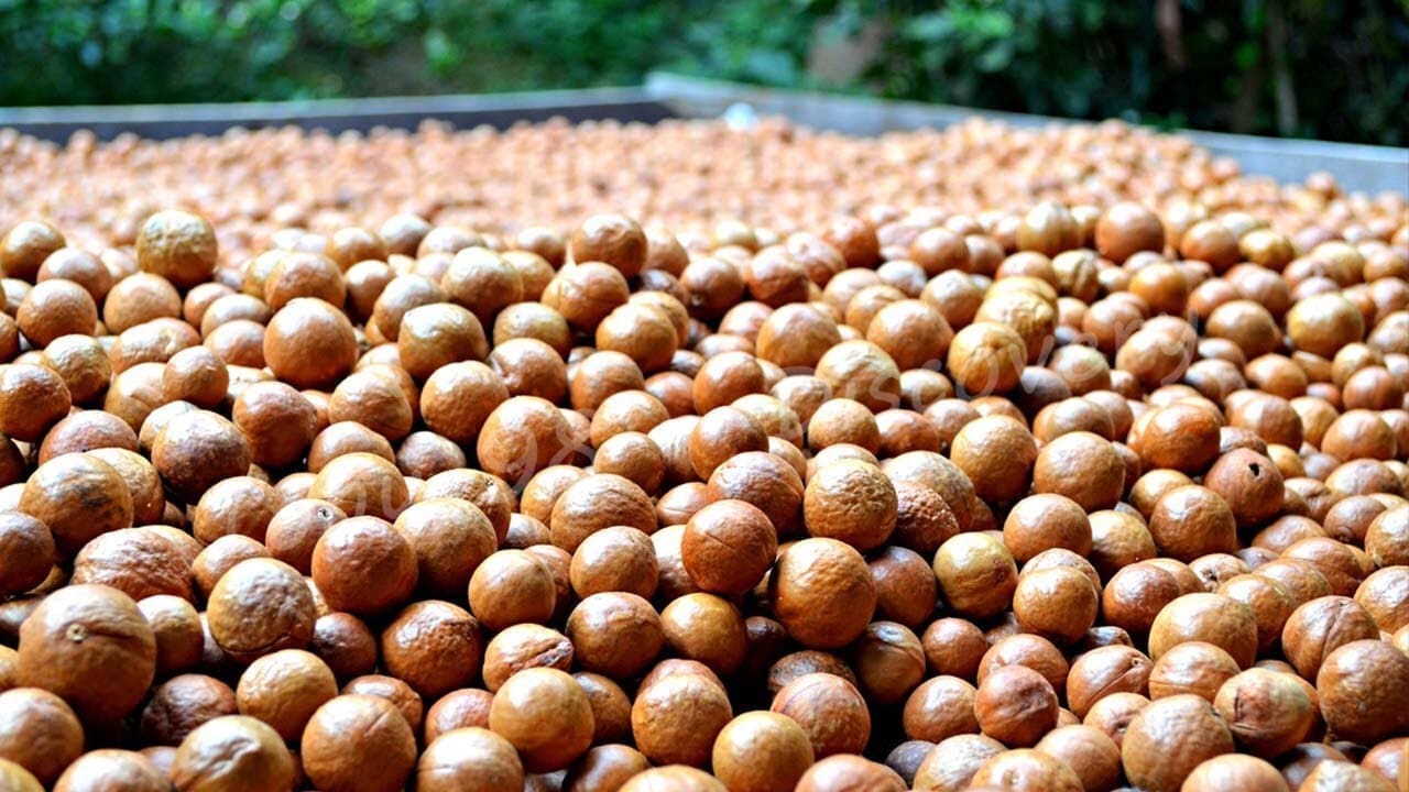 Government seeks unconventional macadamia uses to boost farmers’ earning