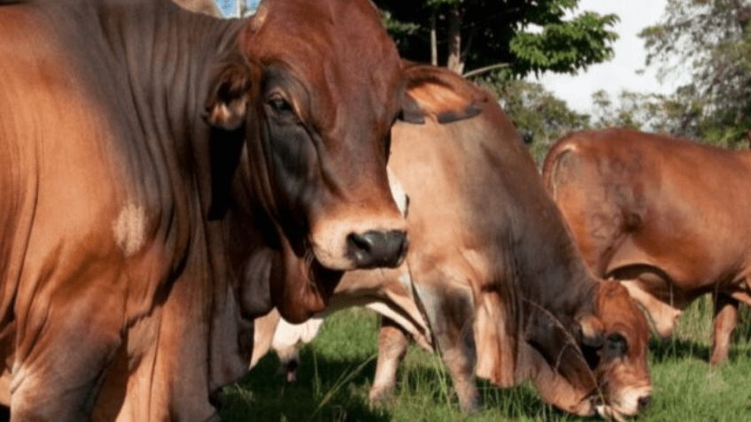 Kakuzi commences livestock exports to Uganda with 181 Boran breeding heifers