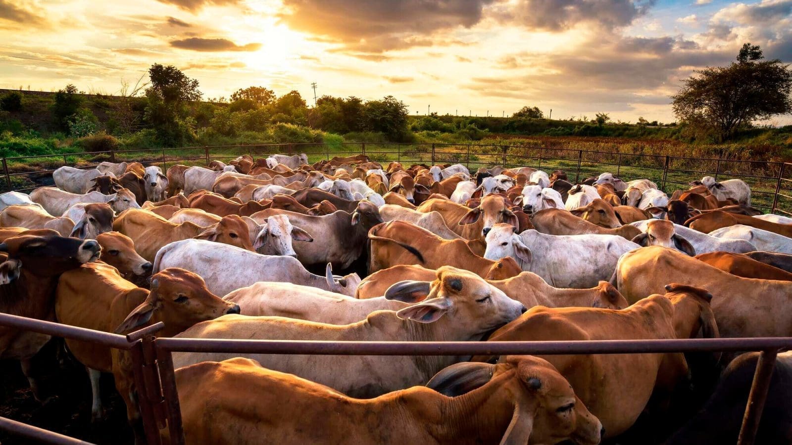 Kenya seeks to export 100 000 livestock to Indonesia