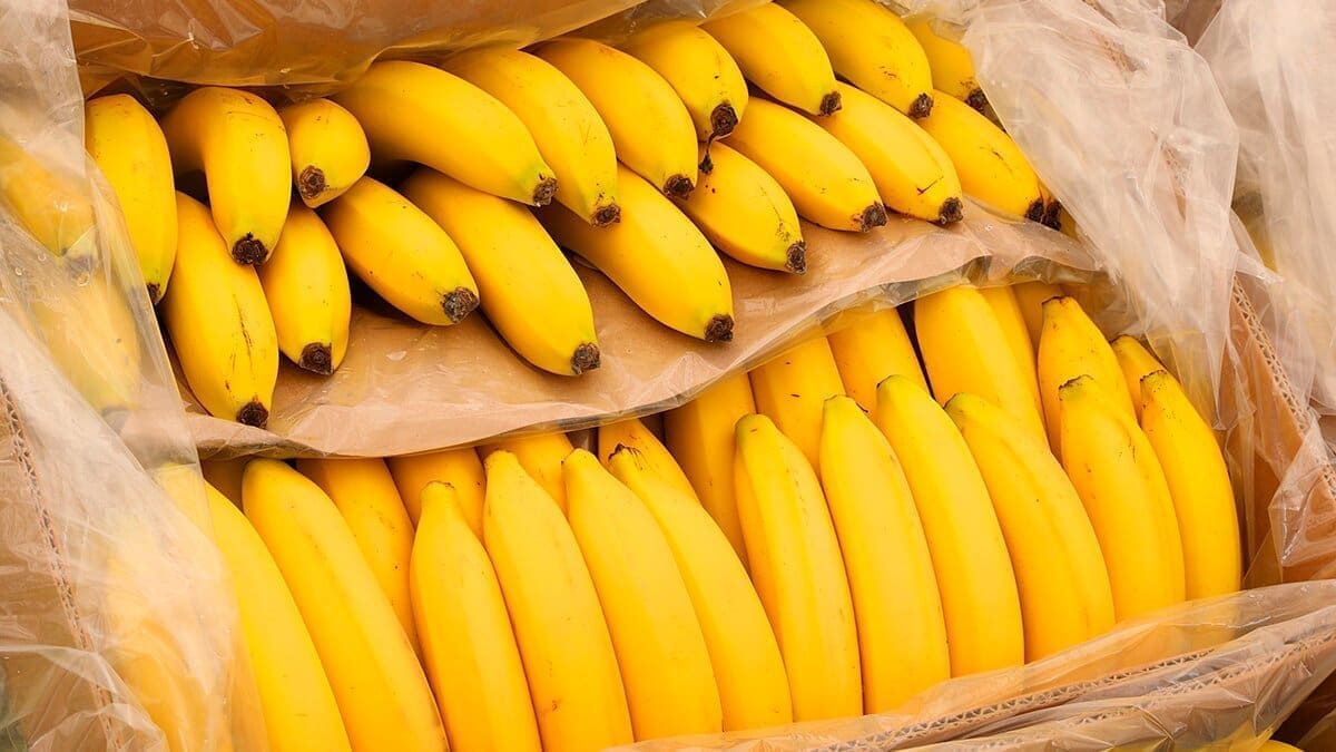 Cameroon banana exports drop 10.9% as leading exporter underperforms