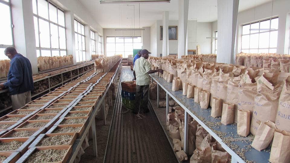 Nairobi Coffee Exchange resumes operations under new guidelines aimed at boosting farmer incomes