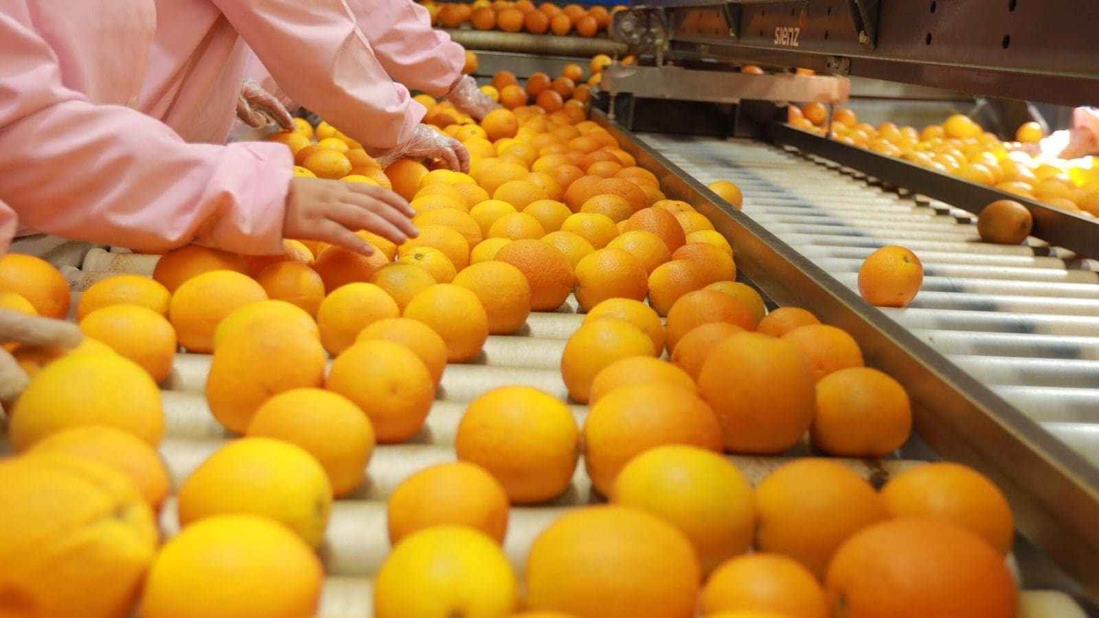 Egypt earns US$2.6B from fruit & vegetable exports in first 7 months of 2023 