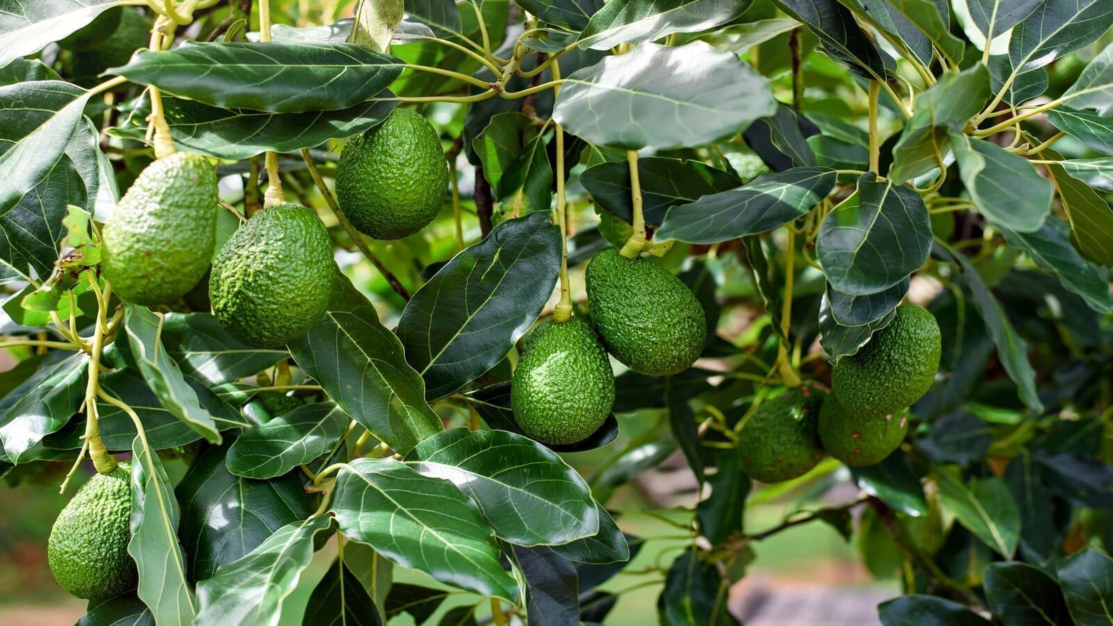 Israel-based avocado grower Granot International Company launches 400 ha farm investment in Kenya