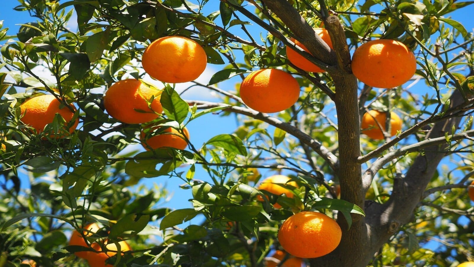 South Africa’s Black Citrus Growers Programme proves successful