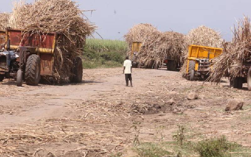 Sugar prices in Kenya surge 61% as millers operate below capacity due to low cane supply