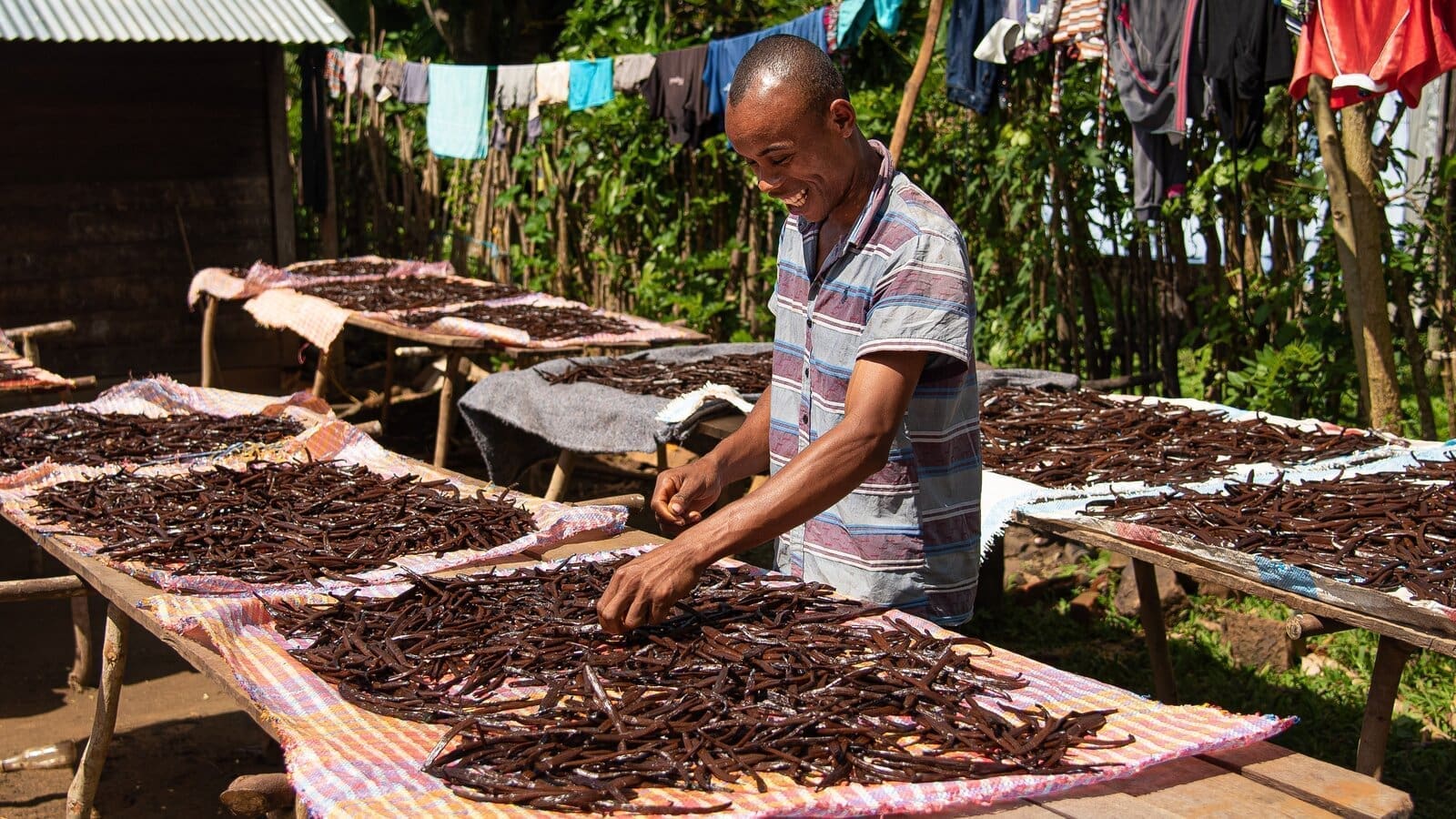 Ugandan government asks for patience from vanilla farmers as prices fall tenfold