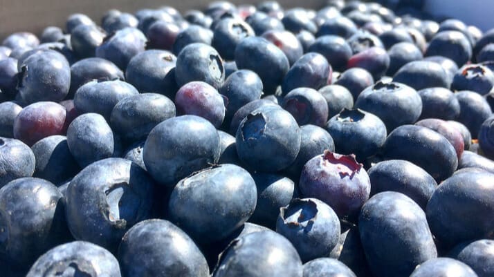 Morocco overtakes South Africa as top blueberry exporter to UAE