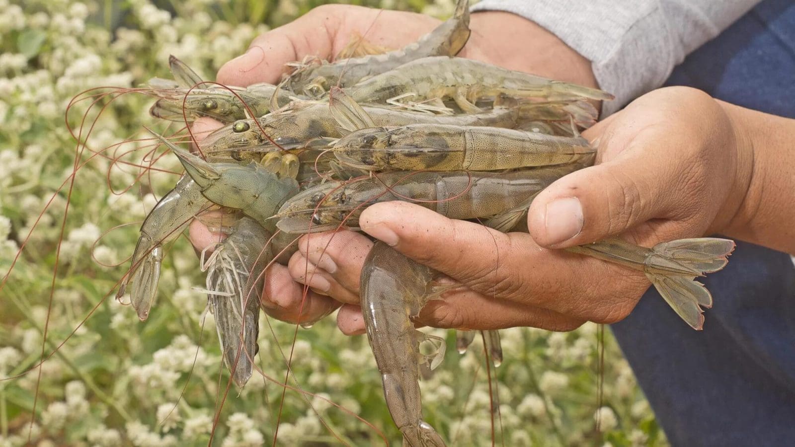 Grupo Almar partners DSM-Firmenich to promote sustainable shrimp farming