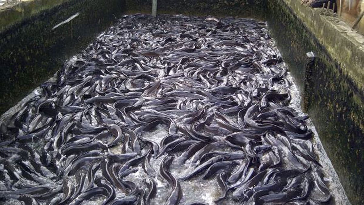 Olam Agri investments in aquaculture boosts Nigerian fish farming industry