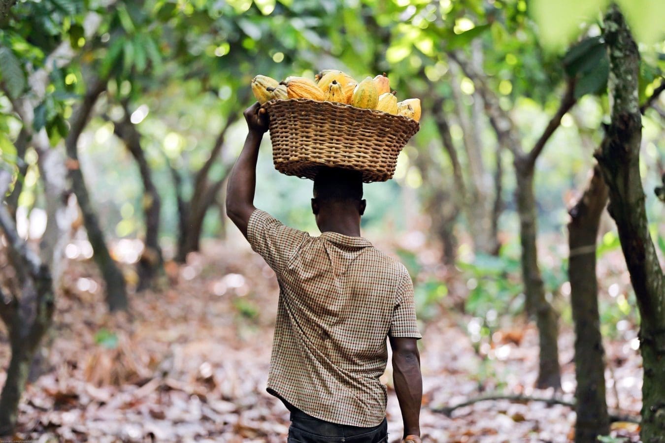 Ghana Cocobod turns to traders for loans to fund cocoa industry operations in 2023/24 season 
